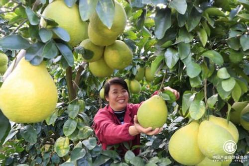 一 湖南省 张家界市 桑植县 中邦鸽完美体育官网子花书(图5)