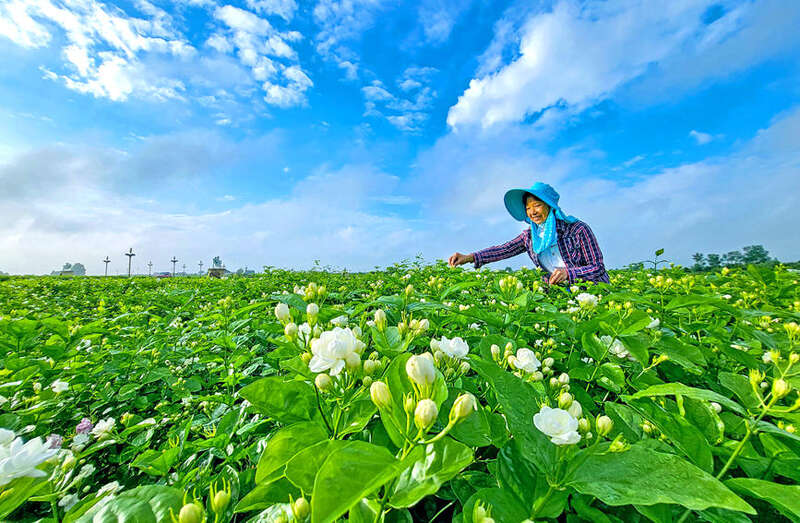 揭秘广西隐秘款特产：特性财富领跑 打制乡间强盛新暗号完美体育官网(图2)