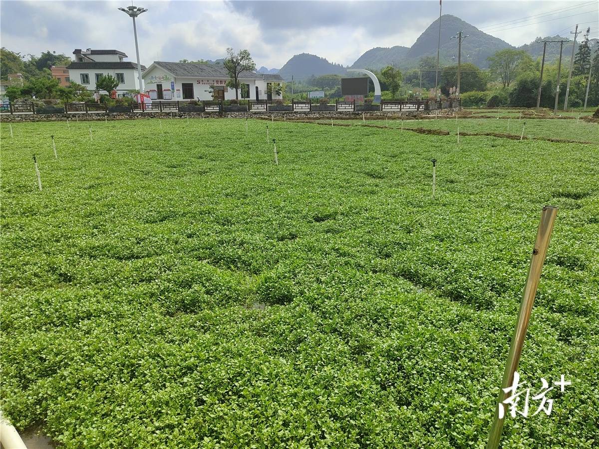 完美体育官网做好“土特产”著作｜阳山众办法饱吹阳山西洋菜特质家当进展强盛(图1)