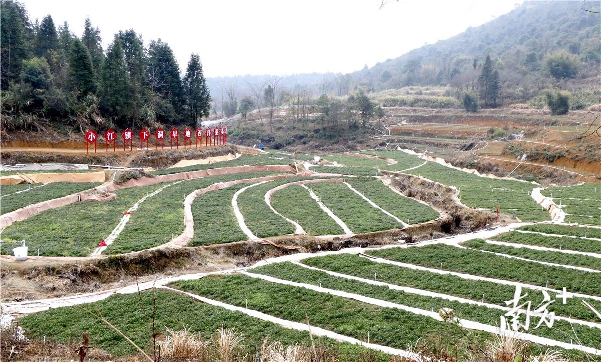 完美体育官网做好“土特产”著作｜阳山众办法饱吹阳山西洋菜特质家当进展强盛(图2)